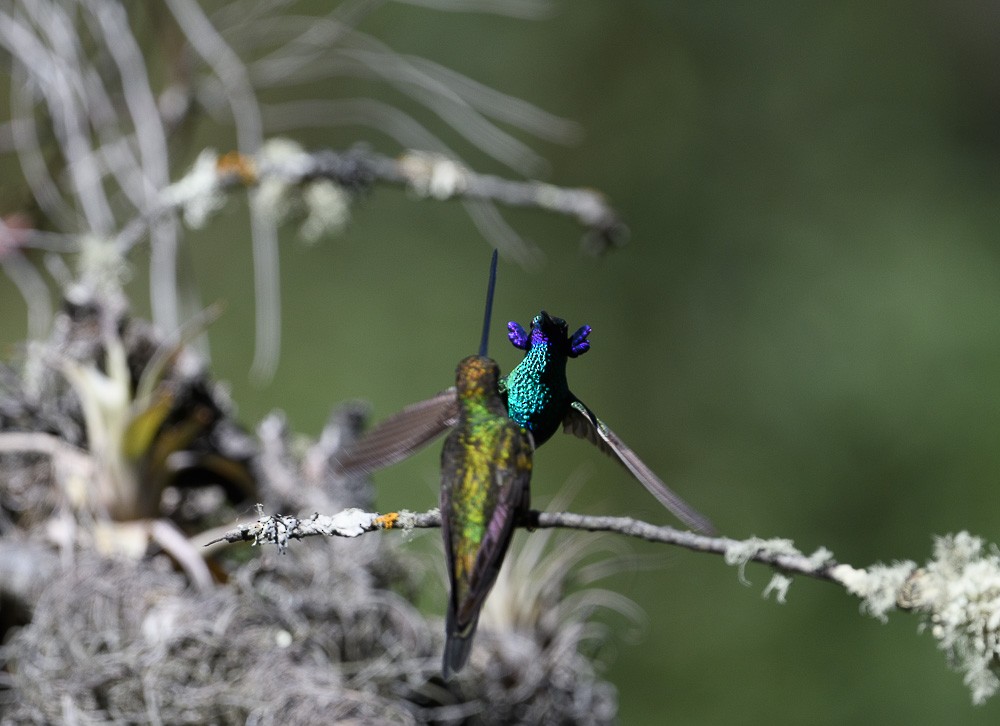 Sword-billed Hummingbird - Jose-Miguel Ponciano