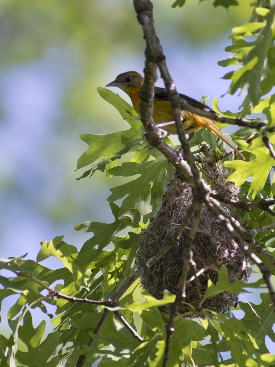 Baltimore Oriole - T C