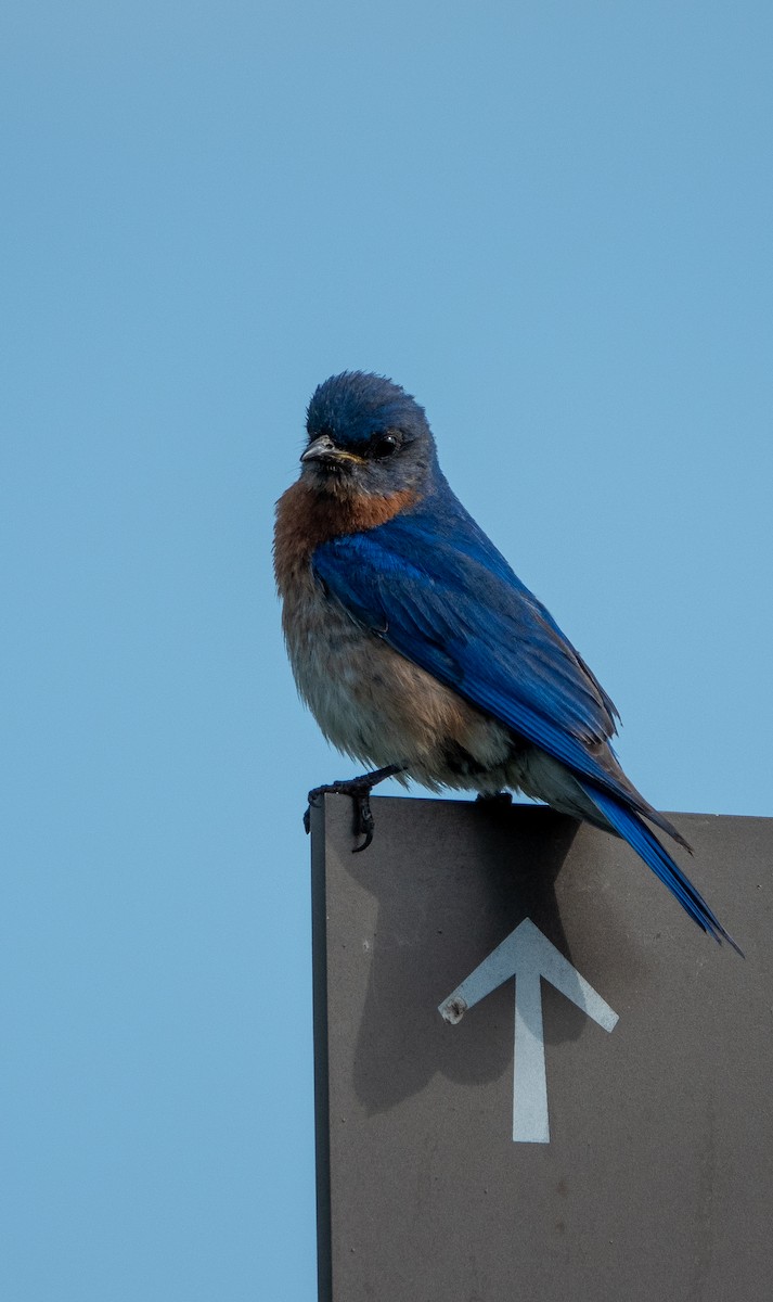 Eastern Bluebird - Carol Fitzpatrick