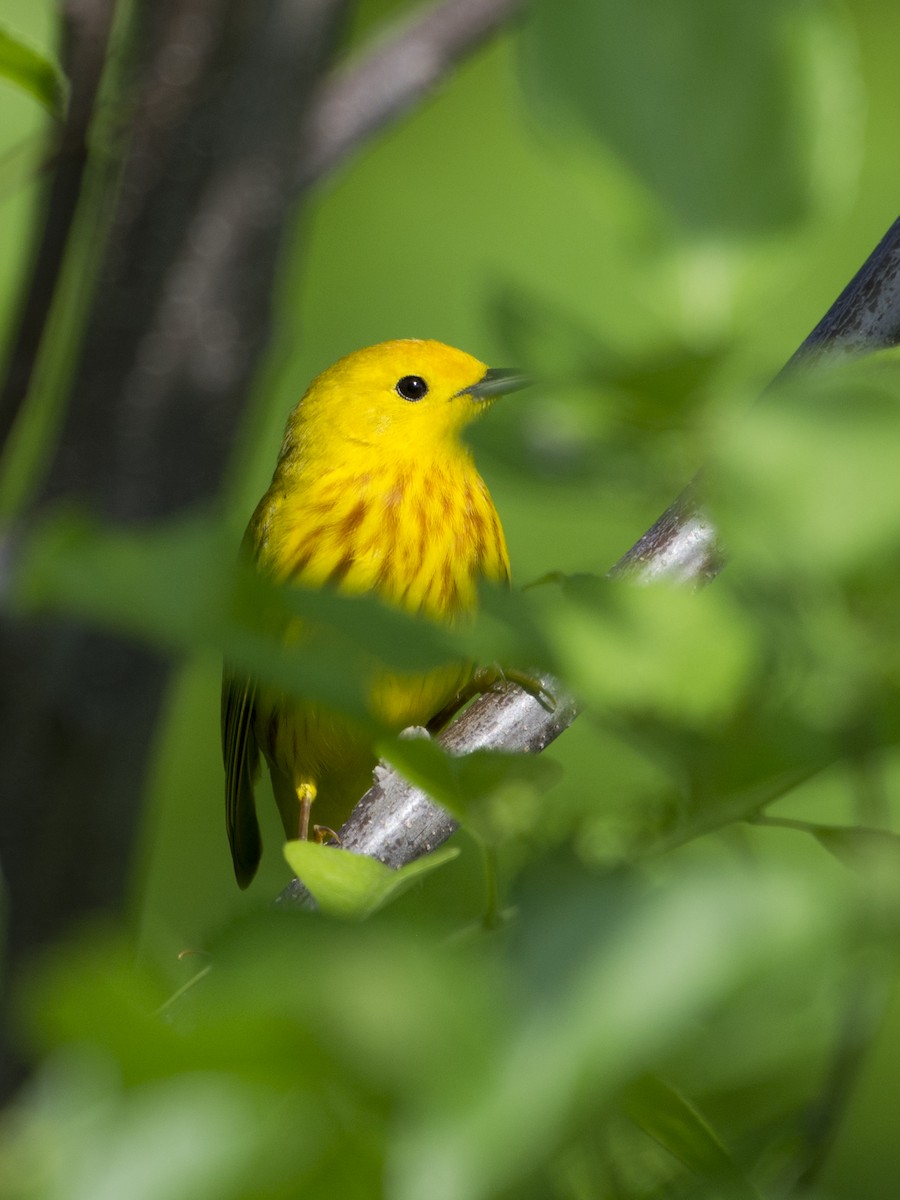 Yellow Warbler - T C