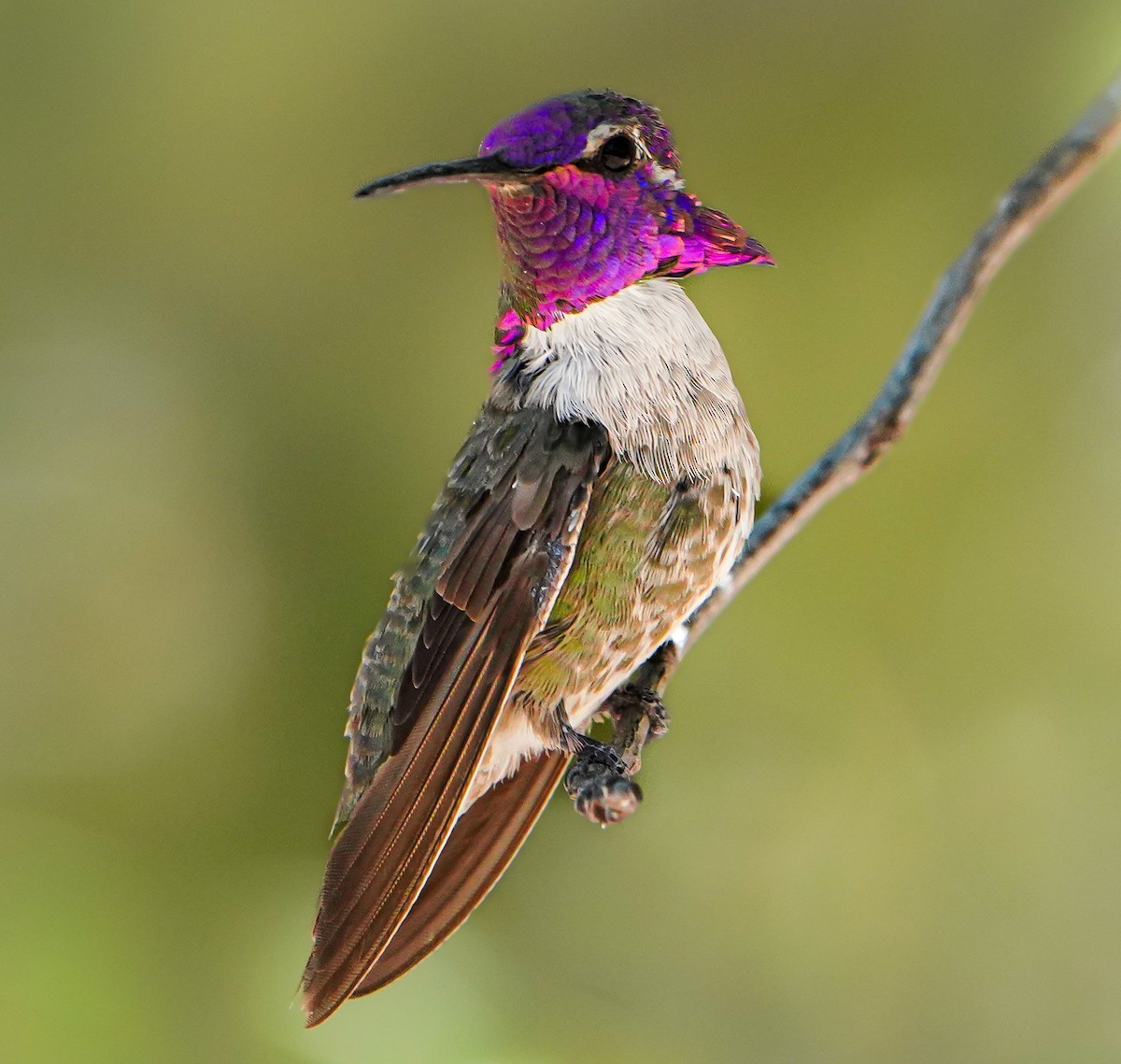 Costa's Hummingbird - Bobby Senter