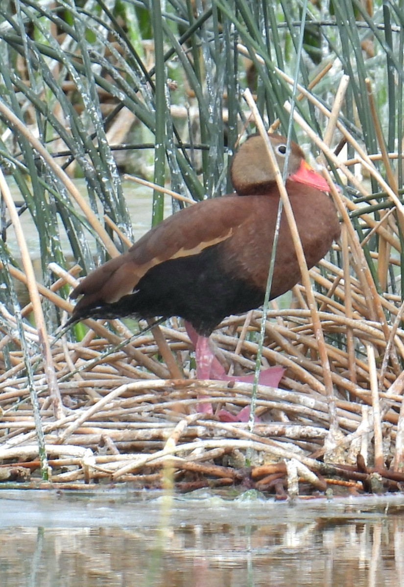 Black-bellied Whistling-Duck - Billy Medley