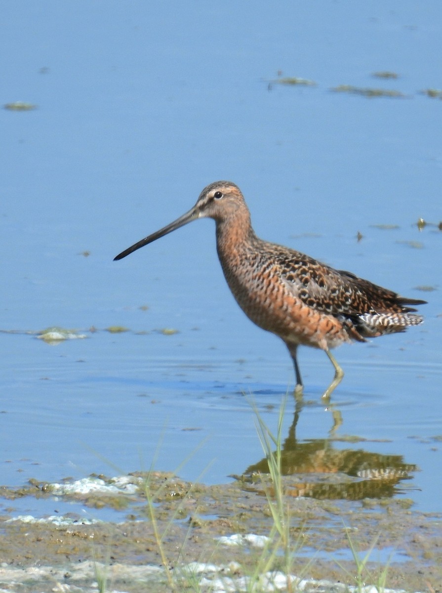 Long-billed Dowitcher - Billy Medley