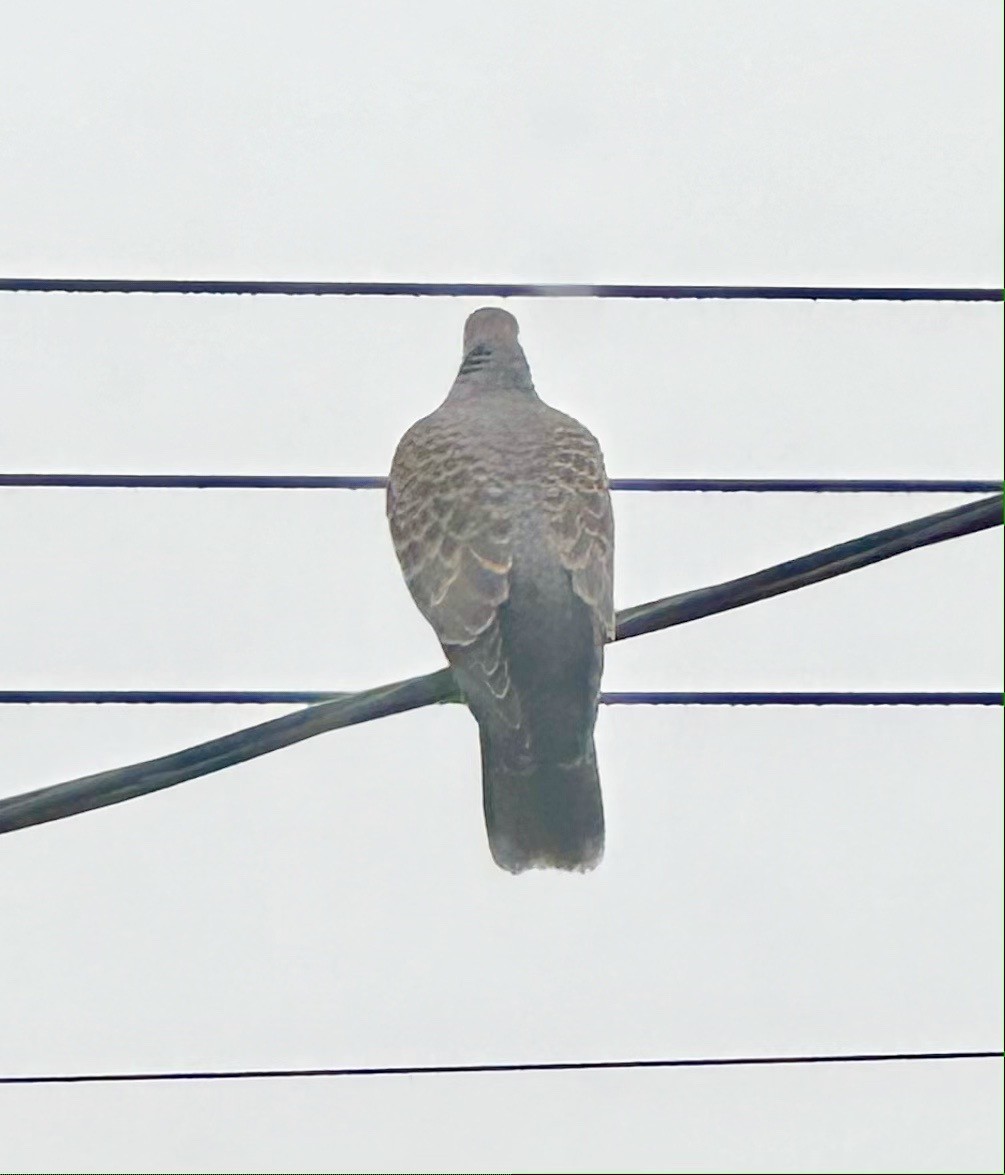 Oriental Turtle-Dove - Annie Donwerth-Chikamatsu