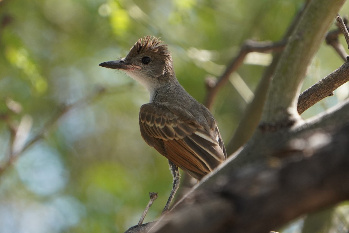 Brown-crested Flycatcher - Bobby Senter