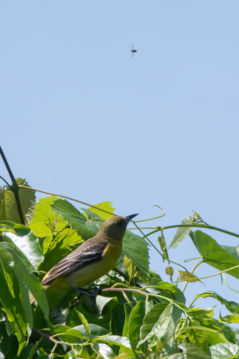 Orchard Oriole - ML619544579