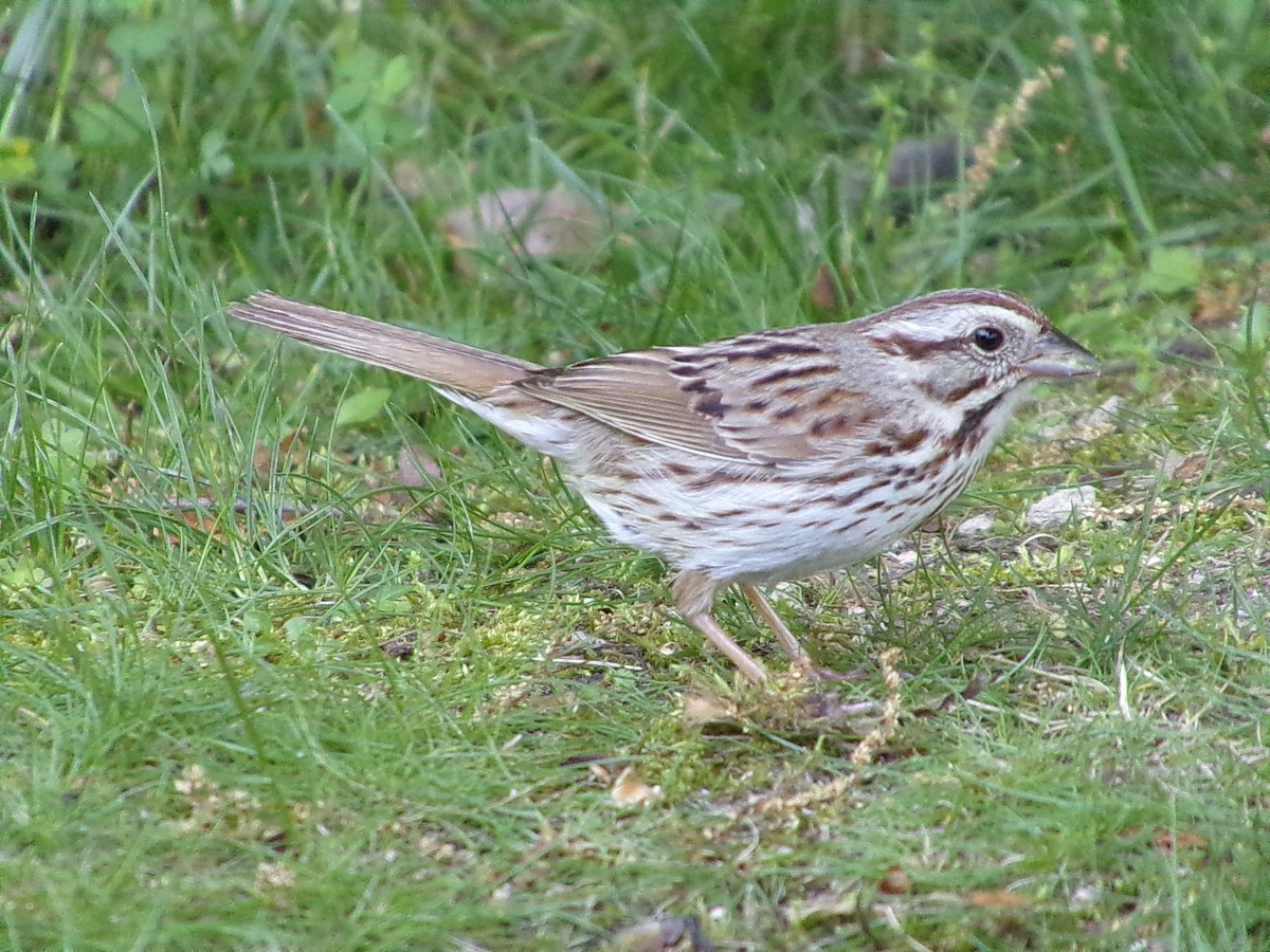 Song Sparrow - ML619544580