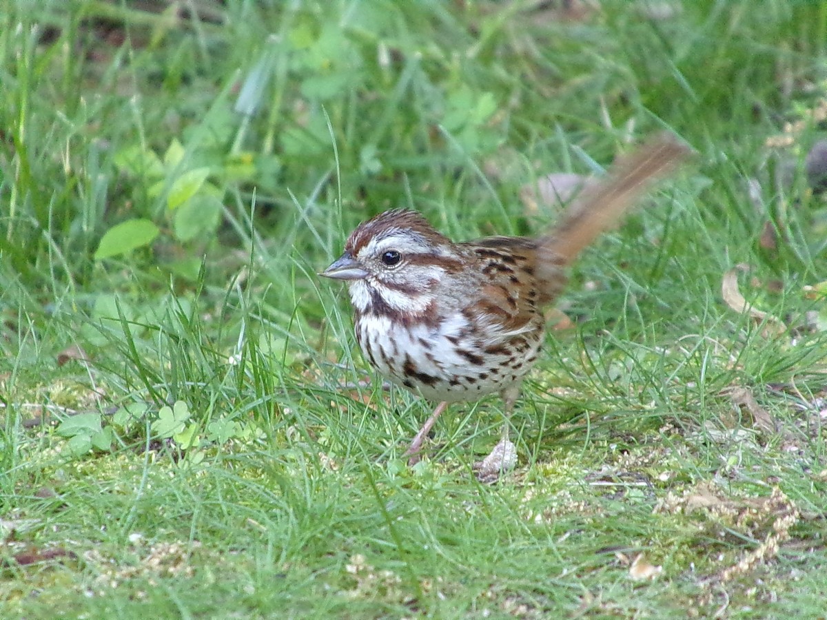 Song Sparrow - ML619544581