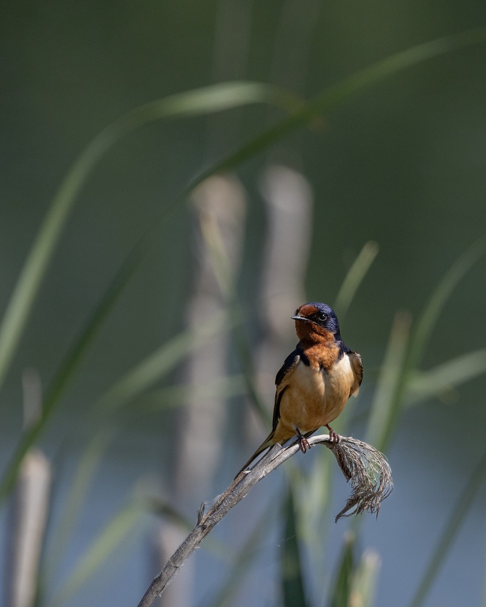 Barn Swallow - Joseph Bratta