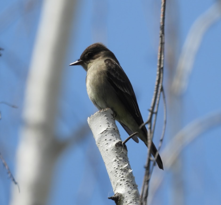 Olive-sided Flycatcher - John Gulley