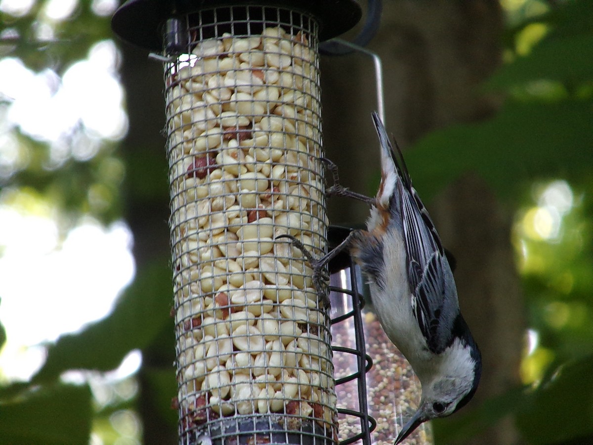 White-breasted Nuthatch - Connor Daugherty