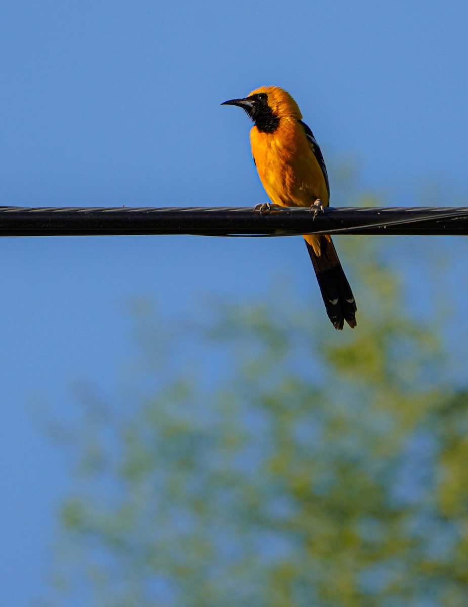 Hooded Oriole - Bobby Senter