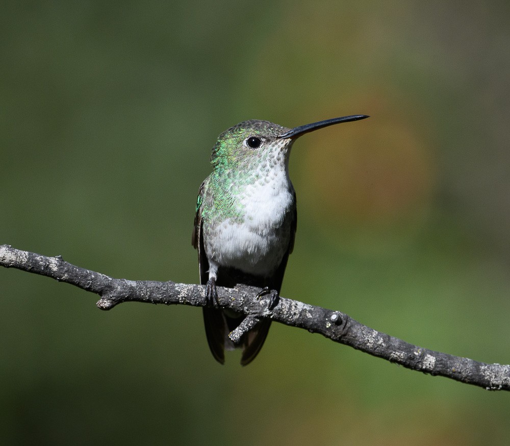 Green-and-white Hummingbird - Jose-Miguel Ponciano