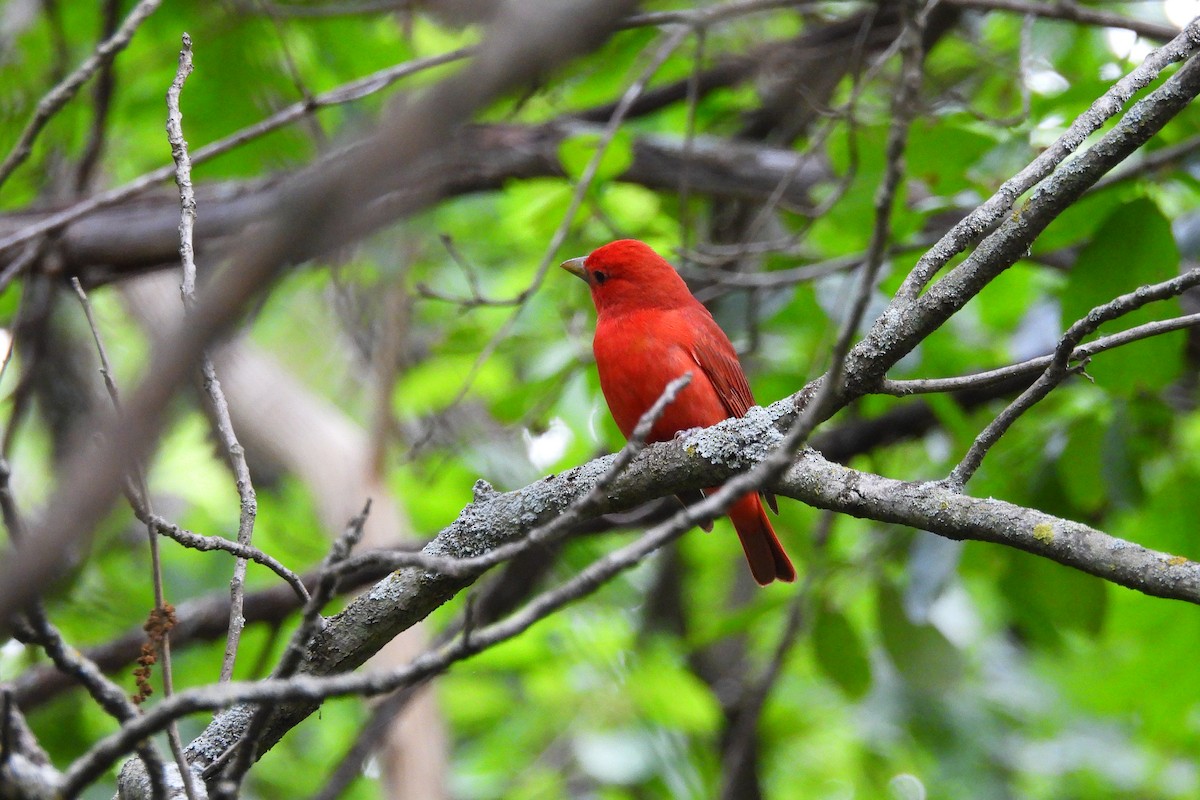 Summer Tanager - Betty Lou Peckham