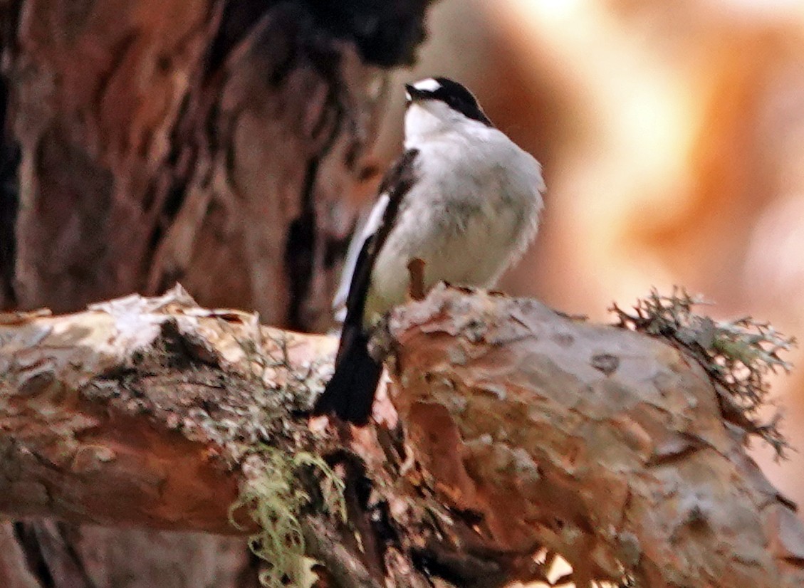 European Pied Flycatcher - Diane Drobka