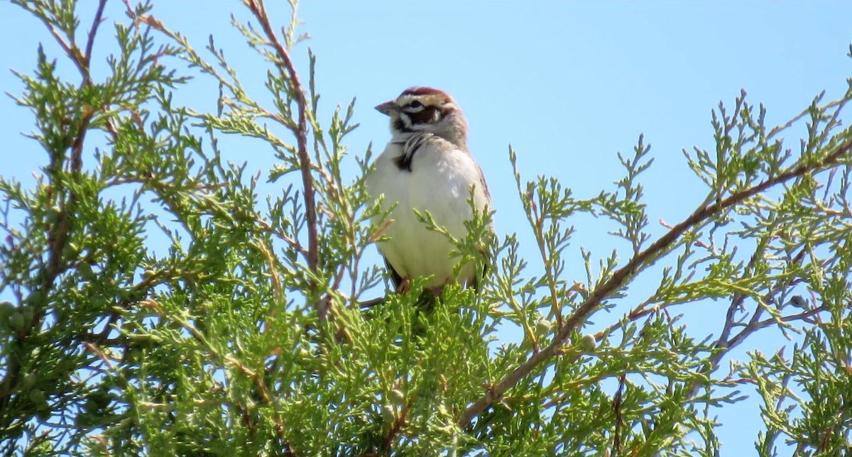 Lark Sparrow - shawn richmond