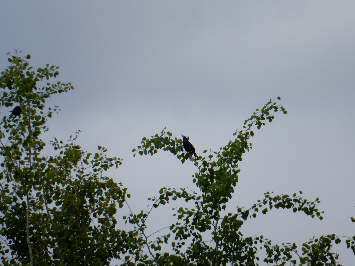 Common Grackle - Scott Freeman