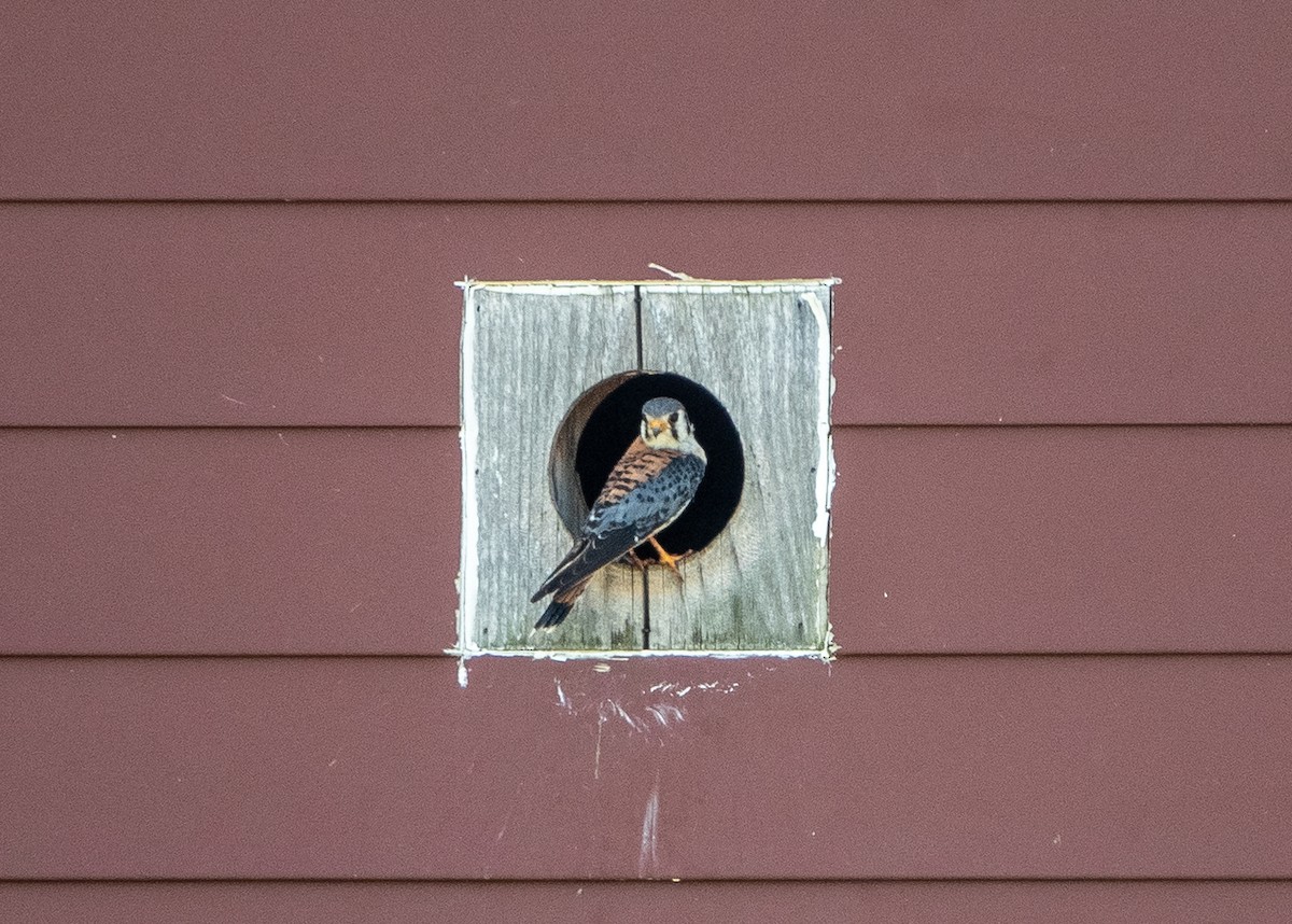 American Kestrel - Carol Fitzpatrick