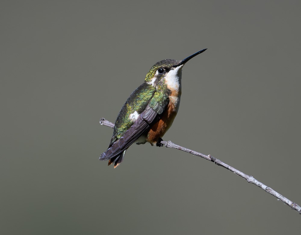 White-bellied Woodstar - Jose-Miguel Ponciano
