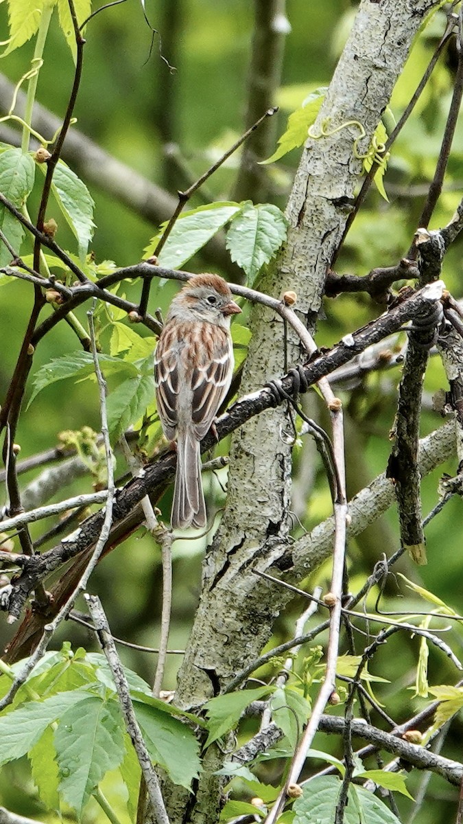 Field Sparrow - Tom Shepard