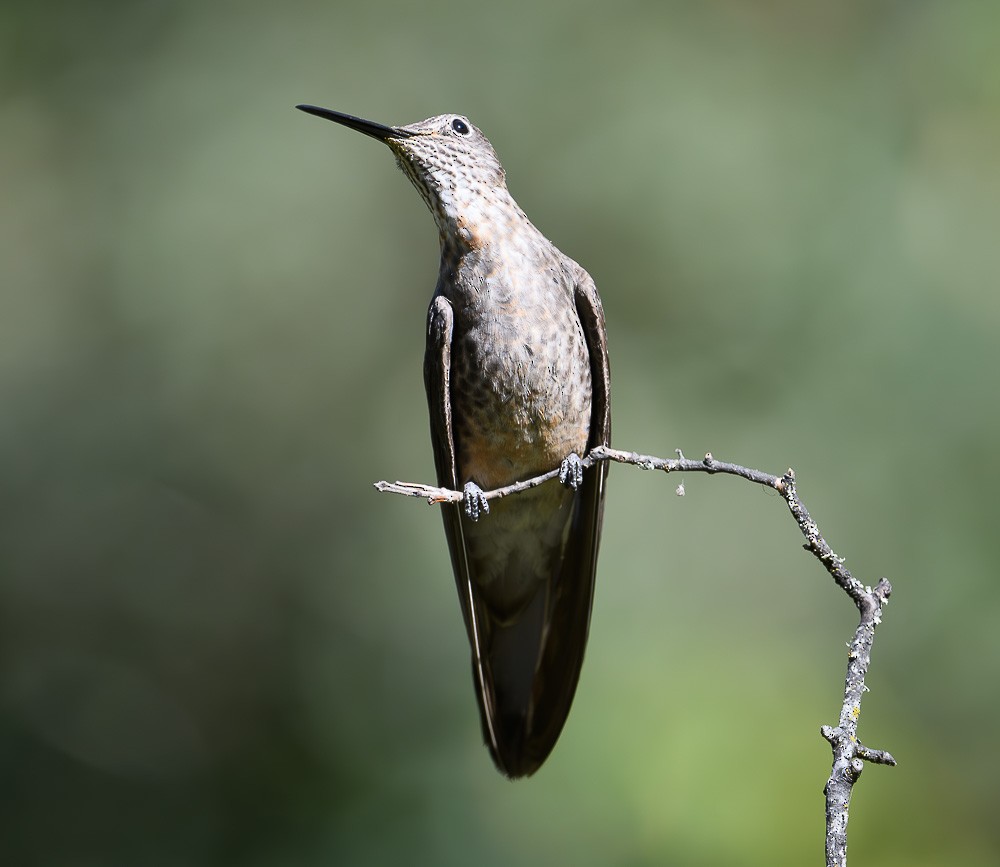 Giant Hummingbird - Jose-Miguel Ponciano