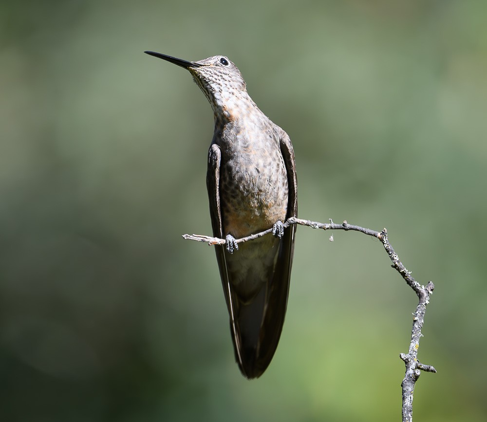 Colibrí Gigante - ML619544615