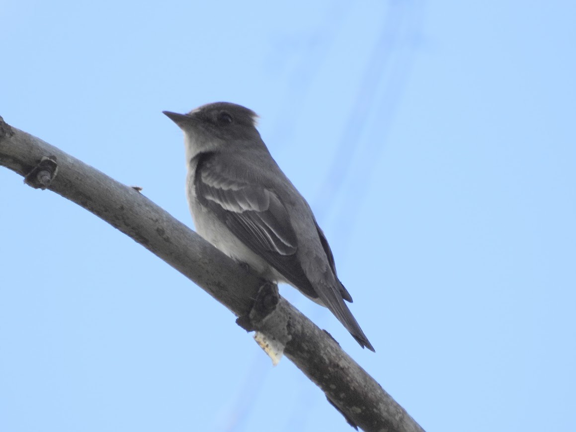 Western Wood-Pewee - John Gulley