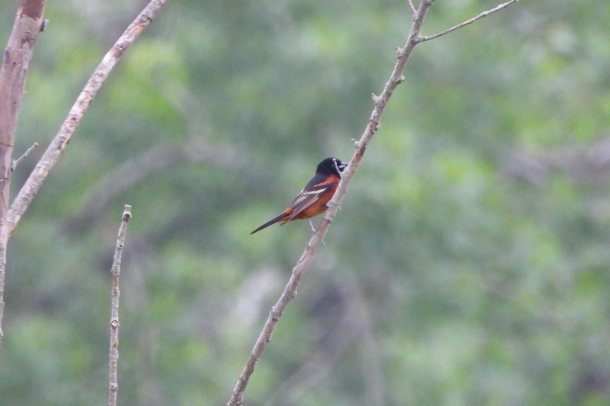 Orchard Oriole - Betty Lou Peckham