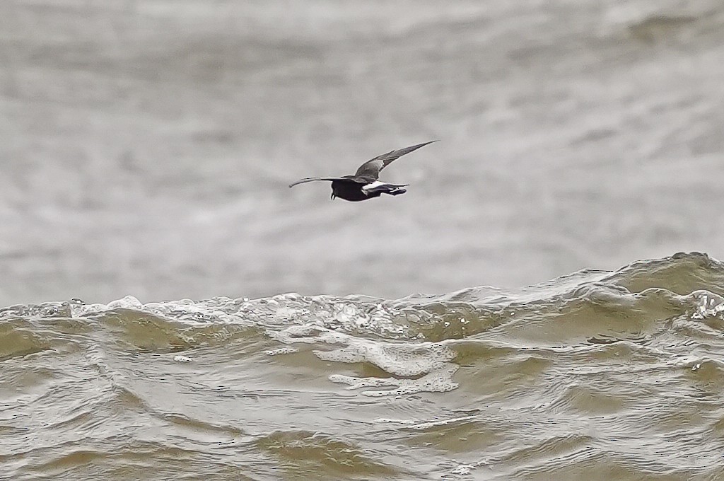 Wilson's Storm-Petrel - Luis Piñeyrua