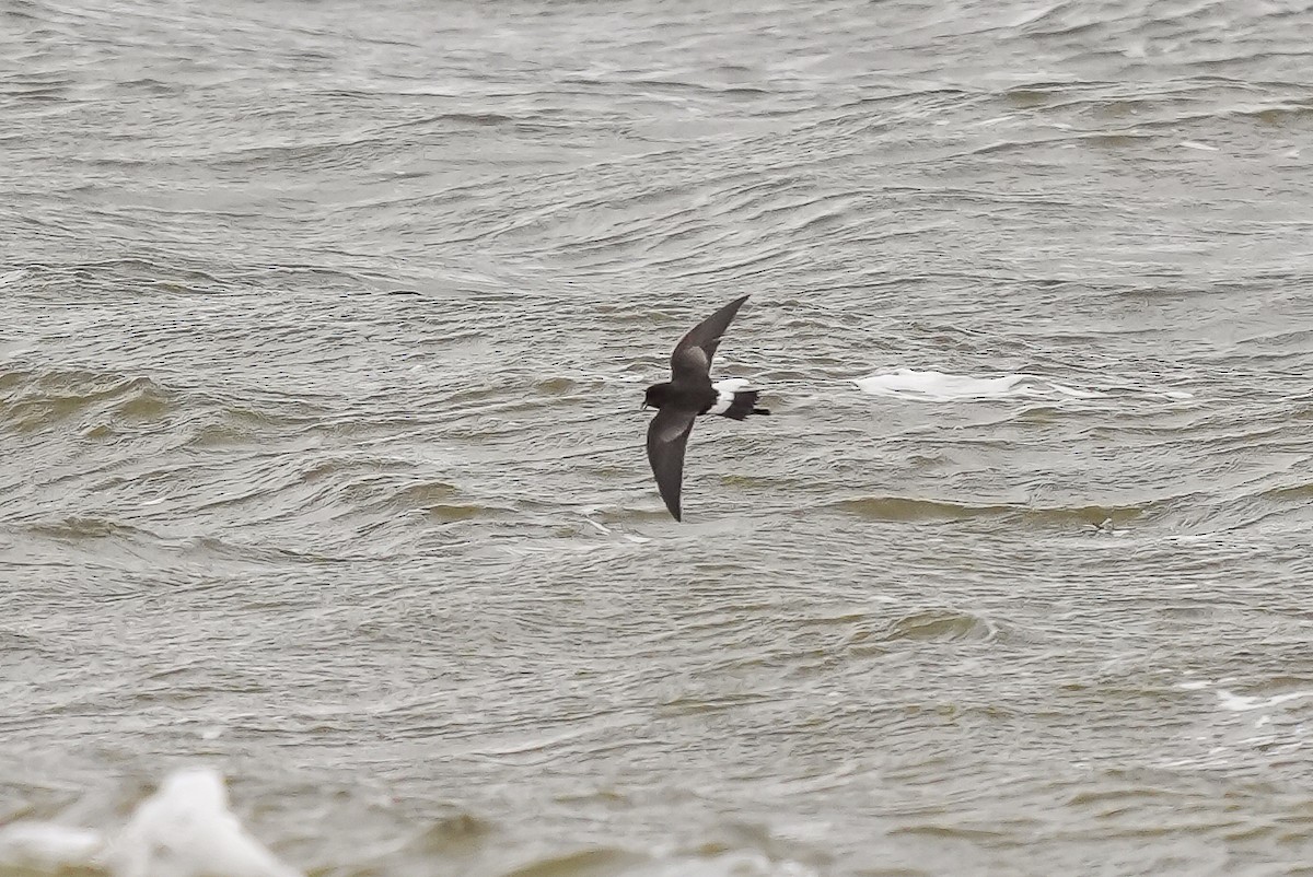 Wilson's Storm-Petrel - Luis Piñeyrua