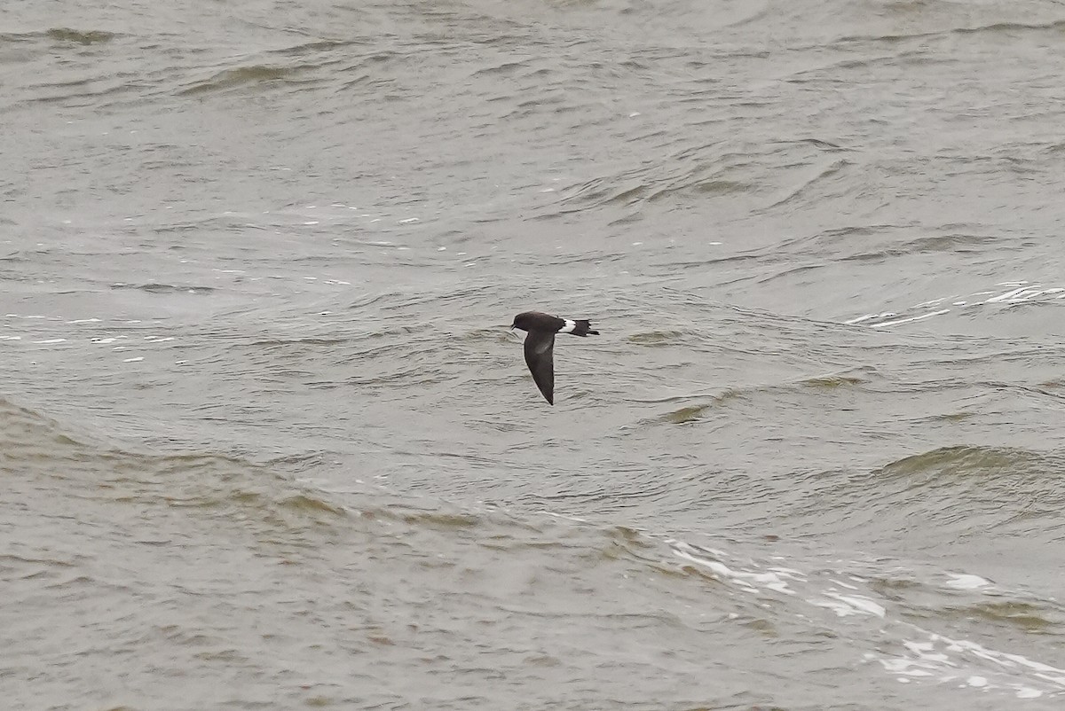 Wilson's Storm-Petrel - Luis Piñeyrua