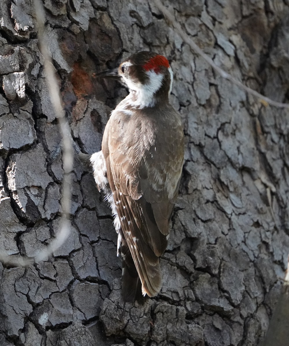 Arizona Woodpecker - Bobby Senter