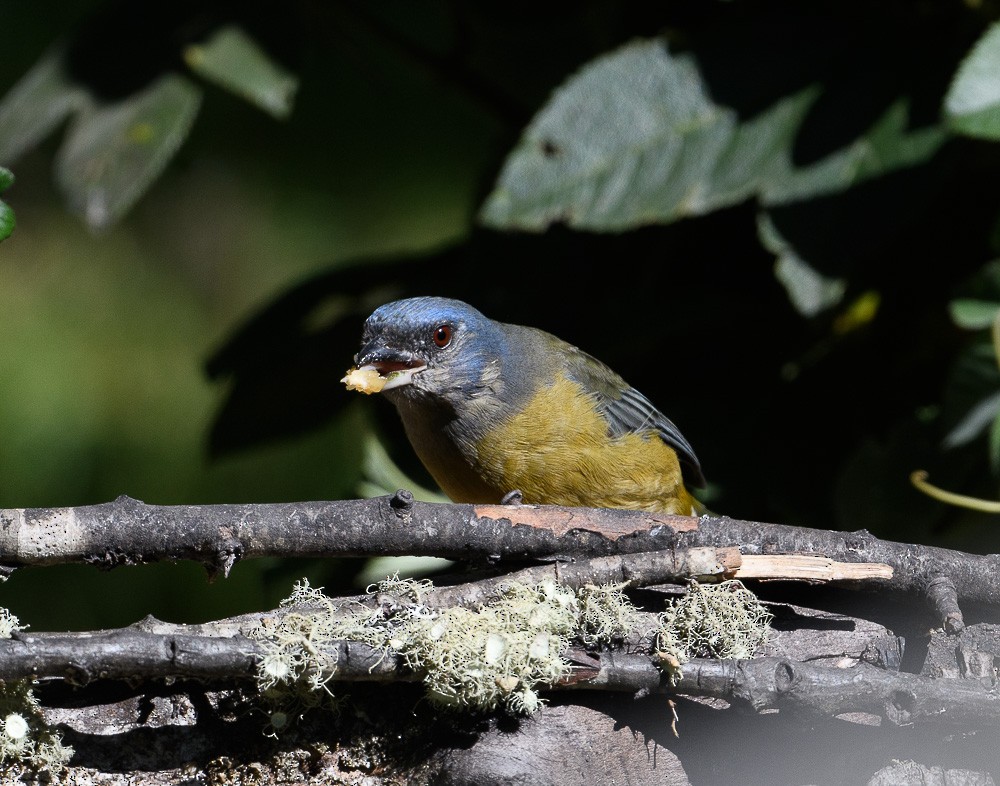Blue-and-yellow Tanager - Jose-Miguel Ponciano
