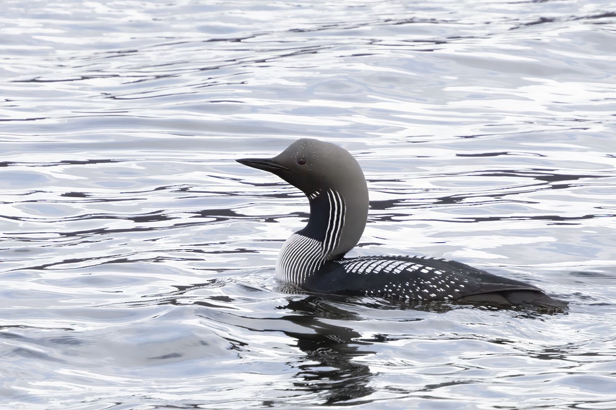 Arctic Loon - Yann Kolbeinsson