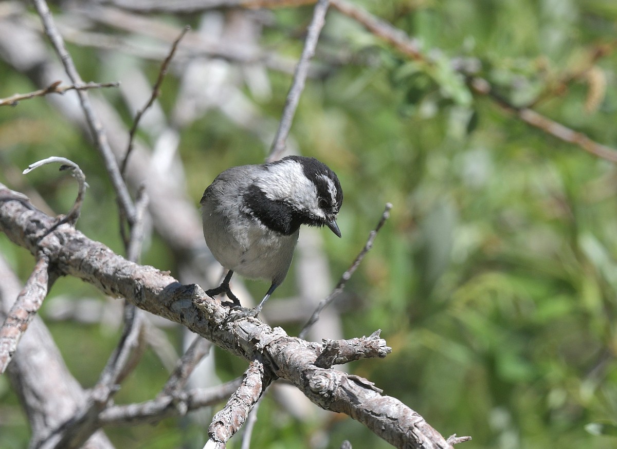 Mountain Chickadee - Gary Charlton