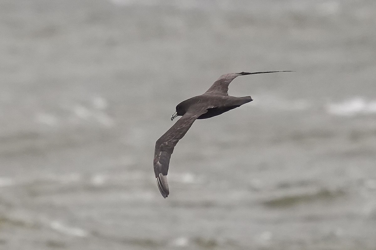 White-chinned Petrel - Luis Piñeyrua