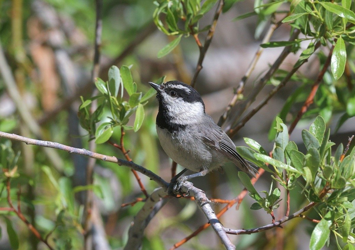 Mountain Chickadee - Gary Charlton