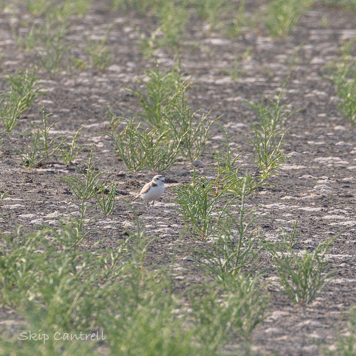 Snowy Plover - Skip Cantrell