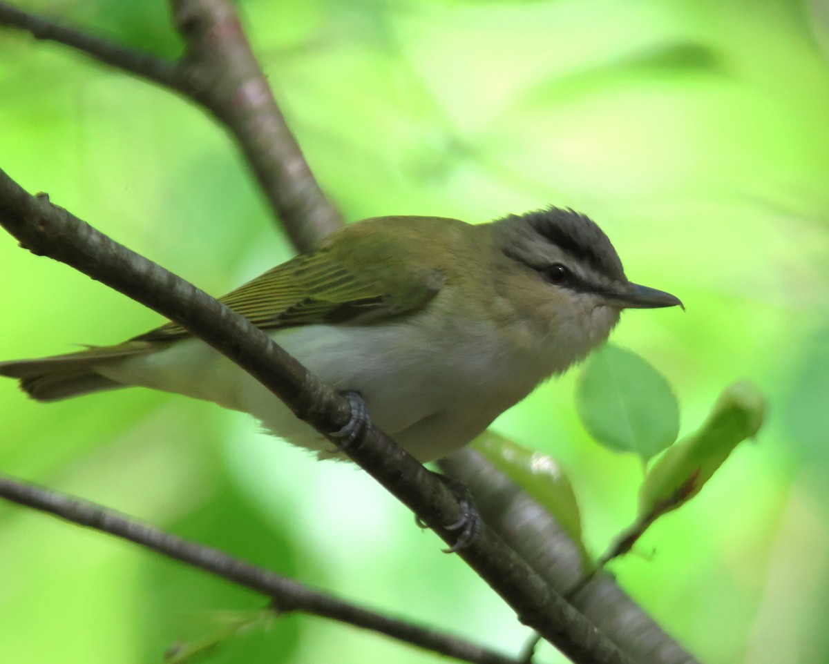 Red-eyed Vireo - Alan Shapiro