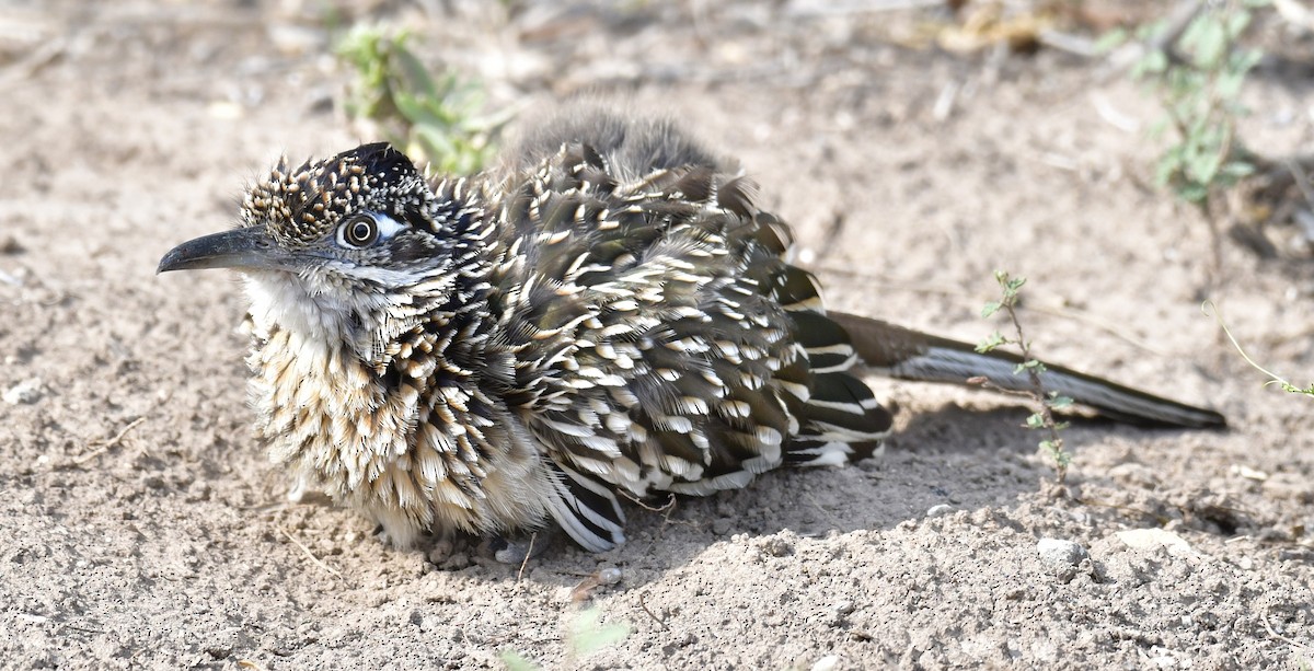 Greater Roadrunner - Harrison Calvin