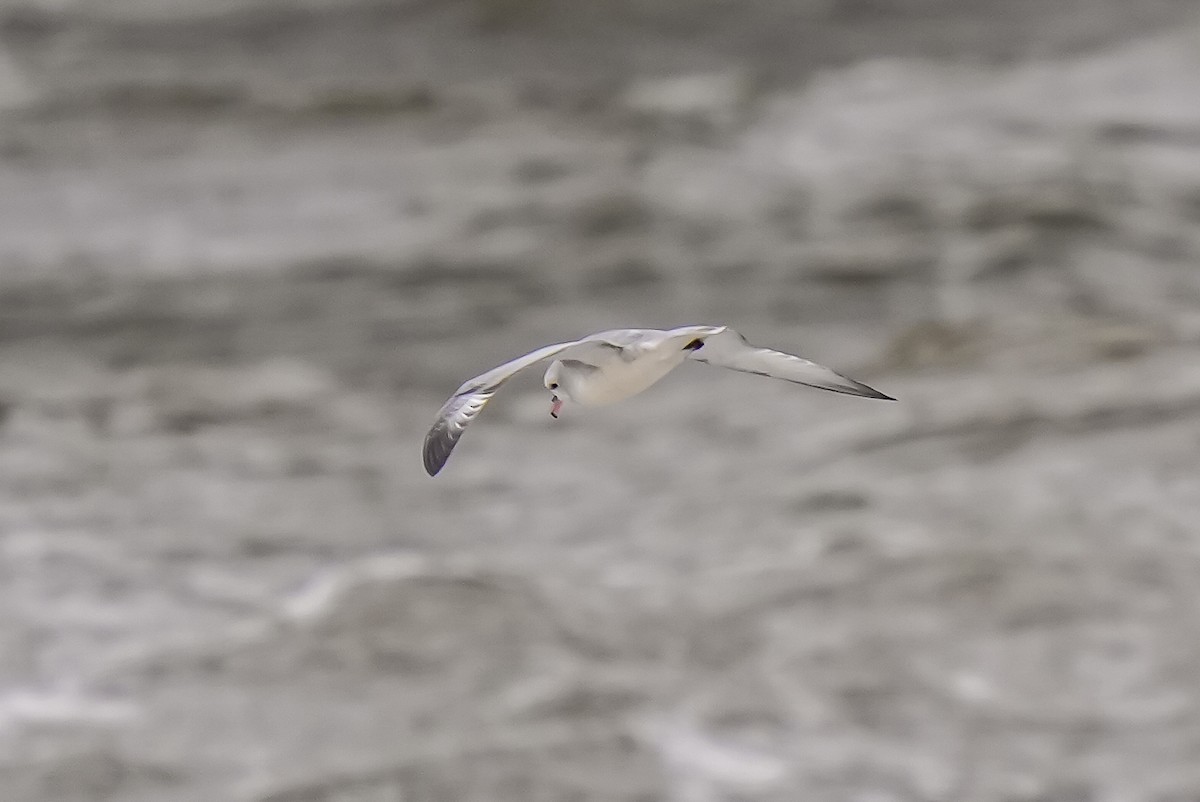 Southern Fulmar - Luis Piñeyrua