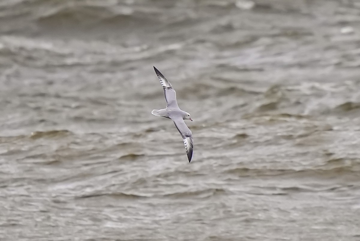 Southern Fulmar - Luis Piñeyrua