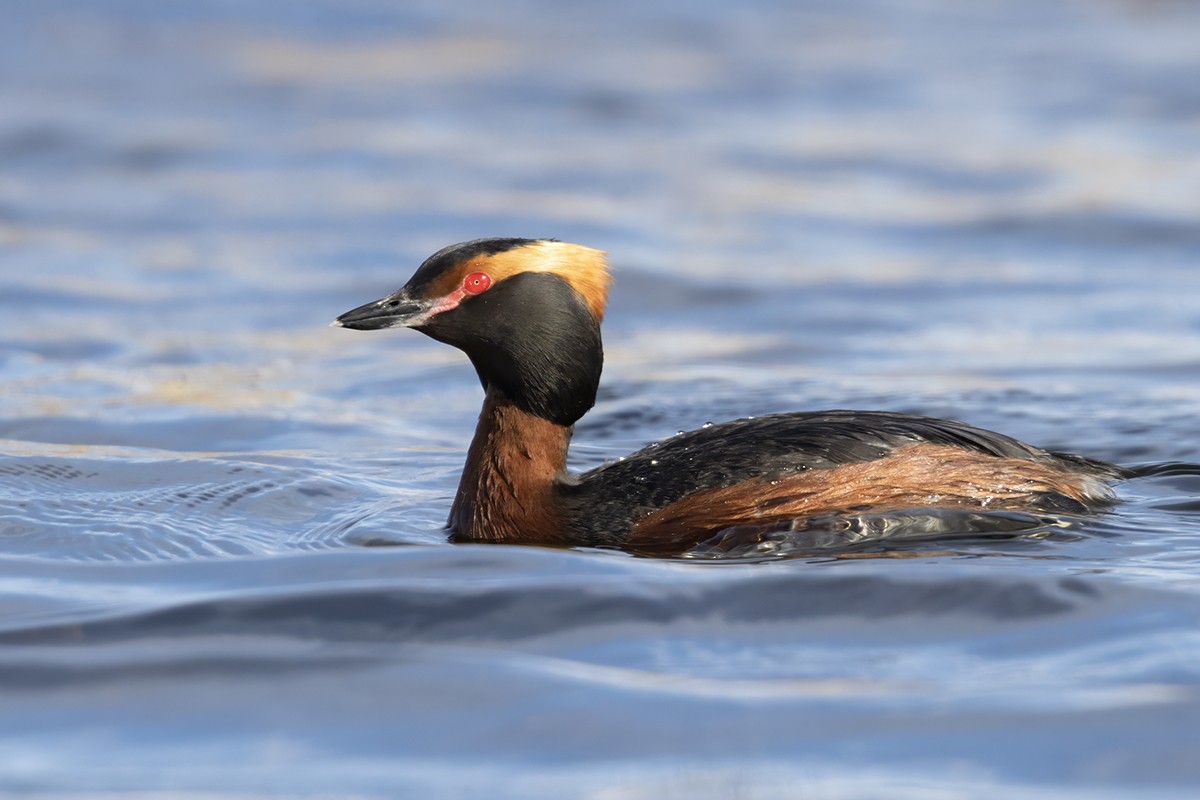 Horned Grebe - Yann Kolbeinsson