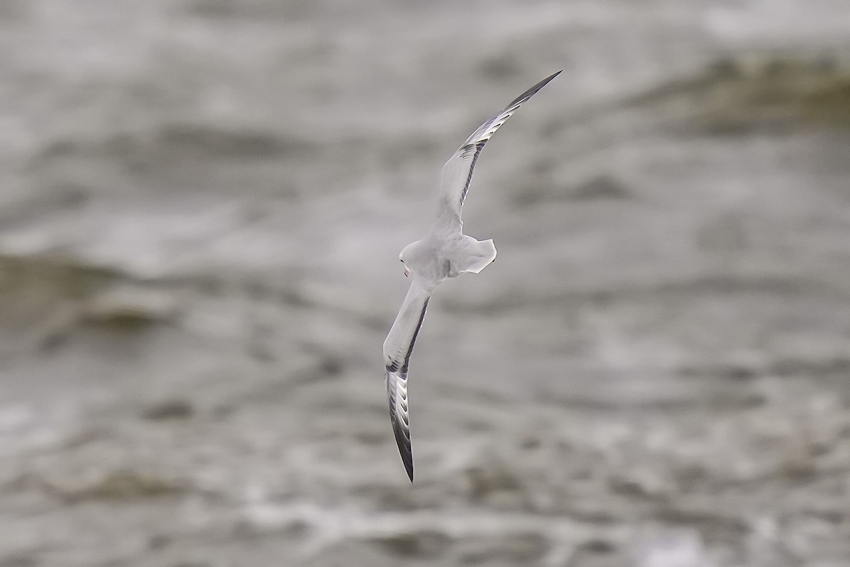 Southern Fulmar - Luis Piñeyrua