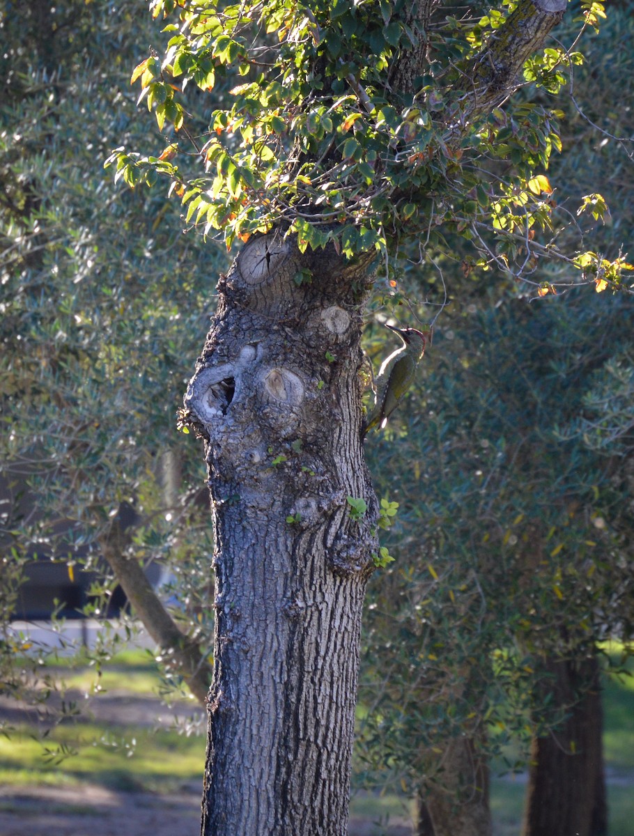 Iberian Green Woodpecker - Juniper Vane