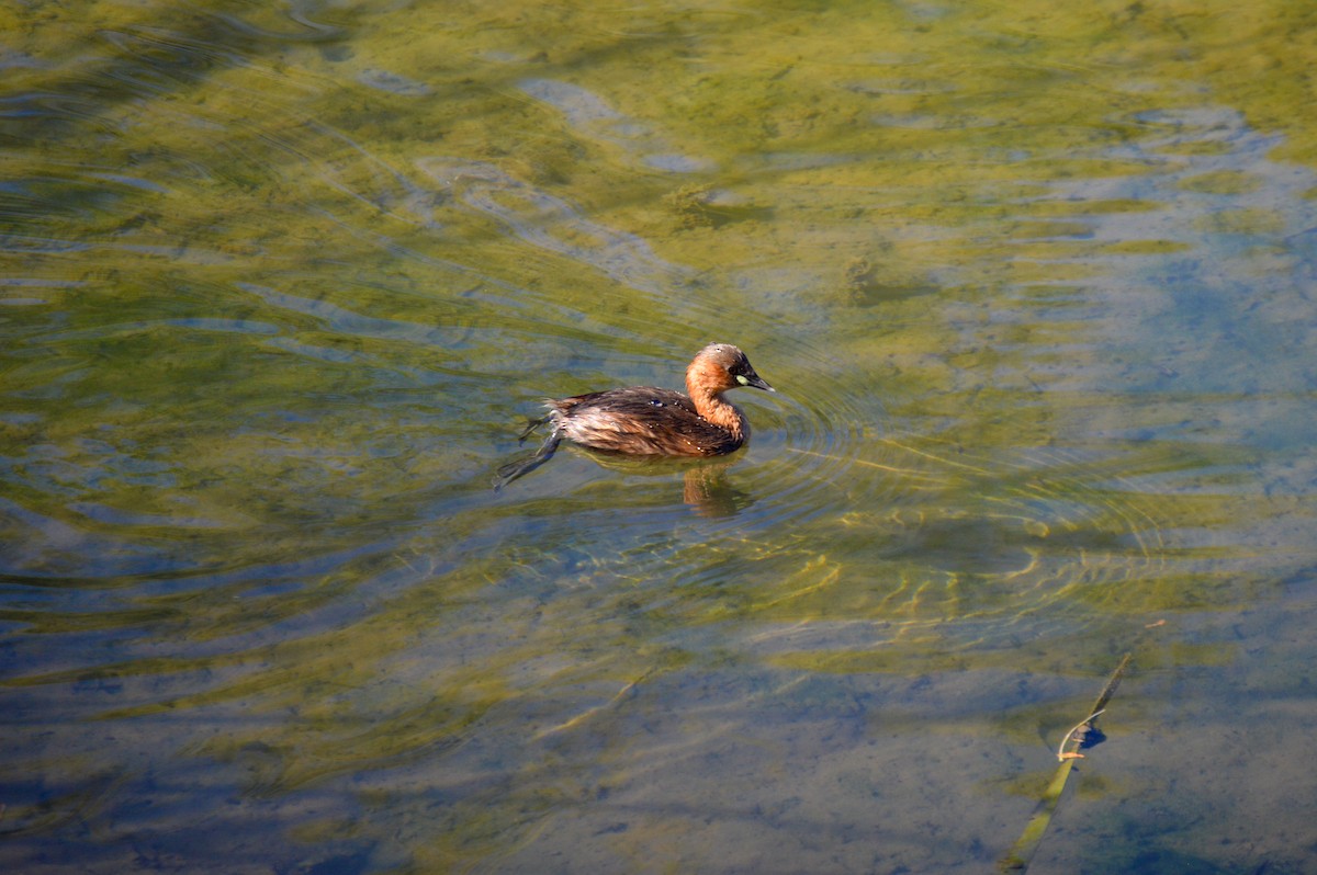 Little Grebe - Juniper Vane