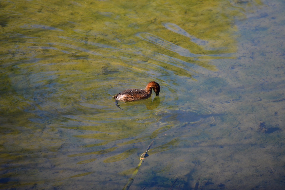 Little Grebe - Juniper Vane