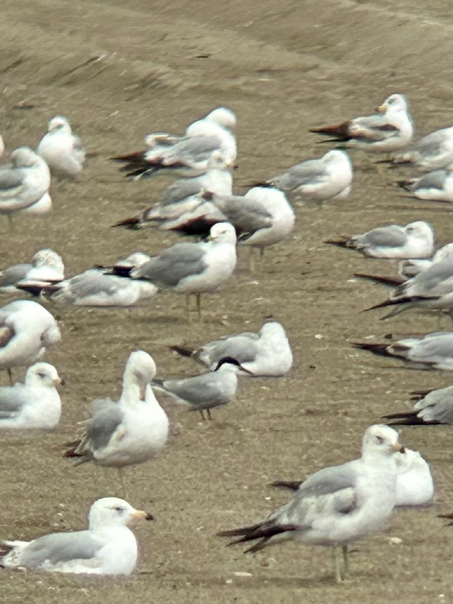 Common Tern - Brandon Prim