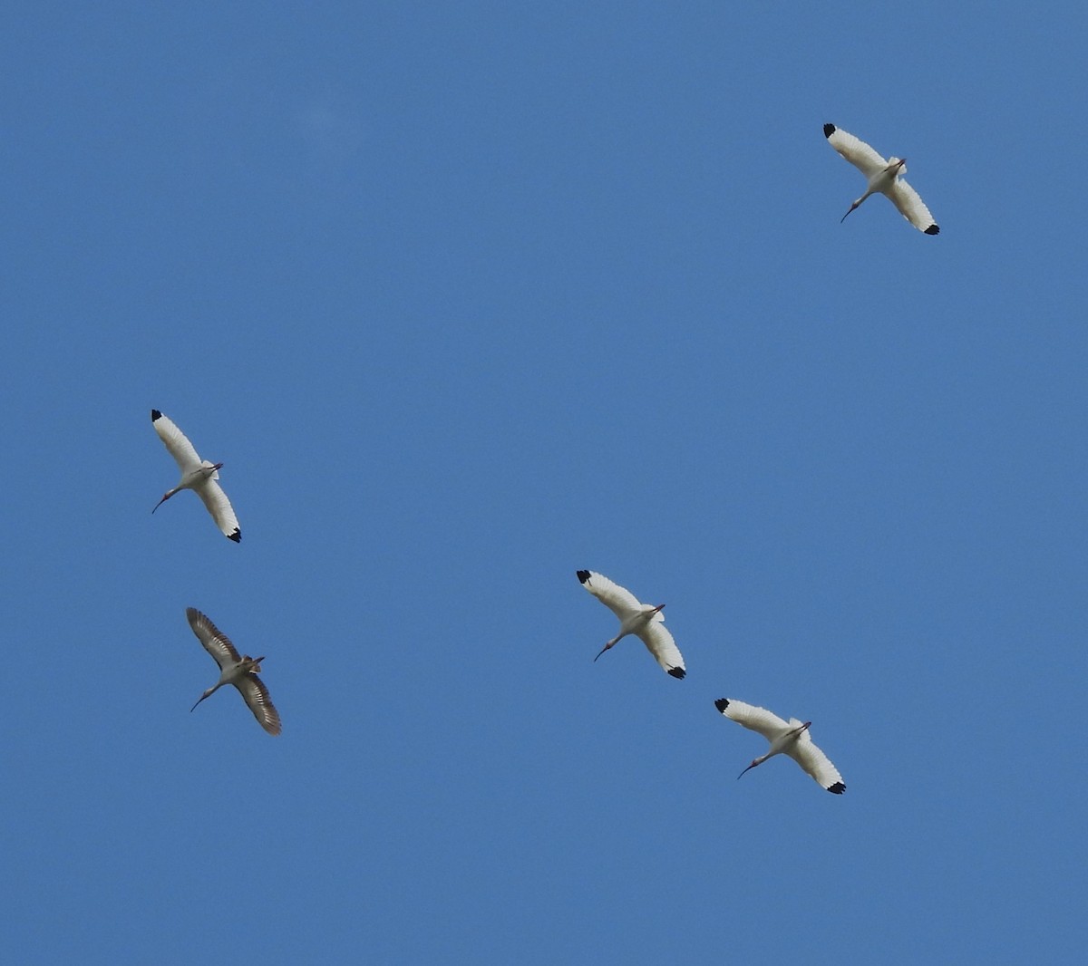 White Ibis - Dave Milsom