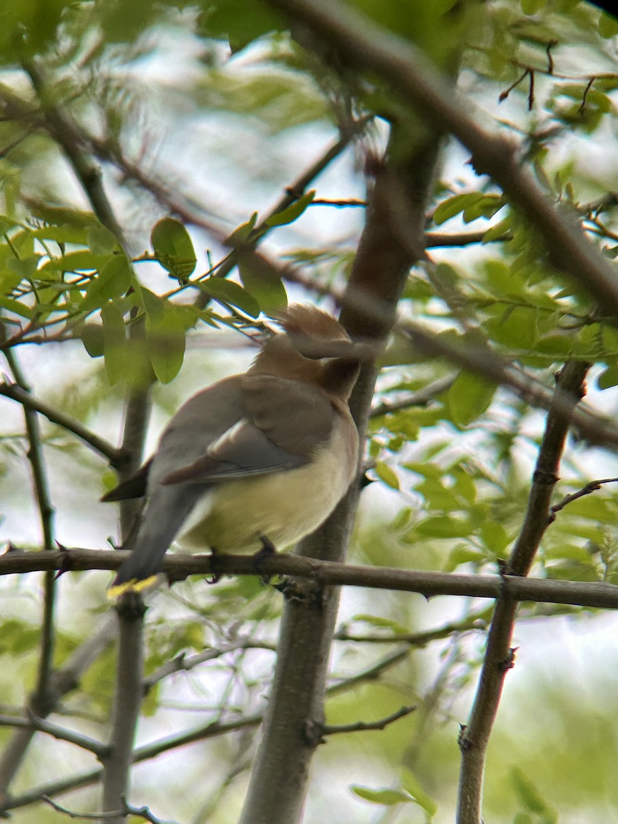 Cedar Waxwing - Brandon Prim